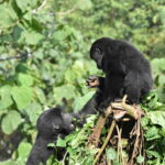 Gorilla di montagna in Uganda nel Parco Nazionale di Bwindi